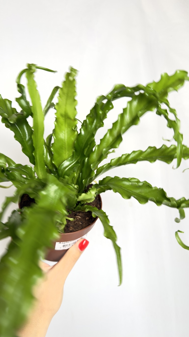 Asplenium Osaka