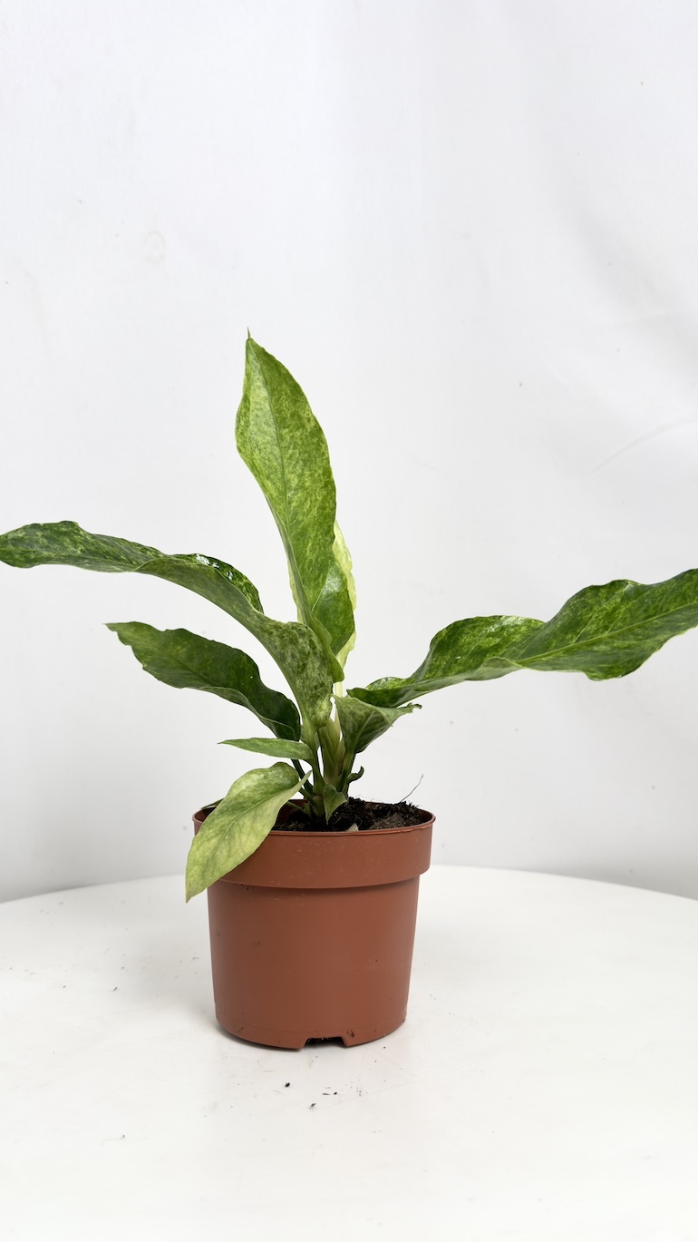 Anthurium Jungle Bush Variegata