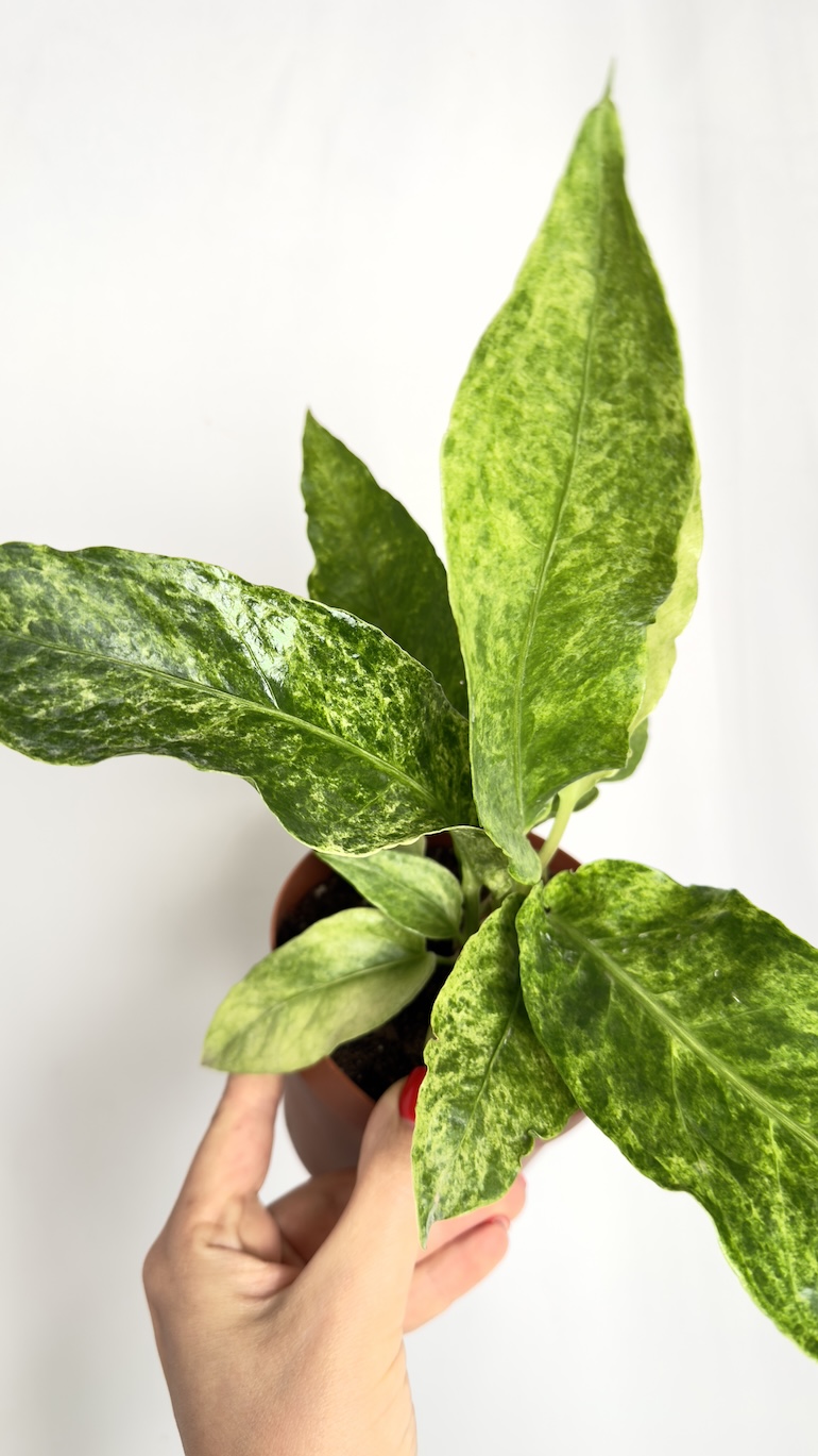 Anthurium Jungle Bush Variegata
