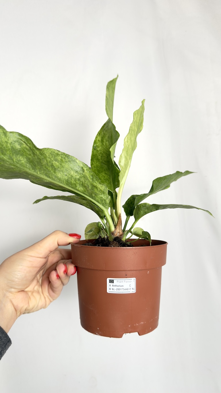 Anthurium Jungle Bush Variegata