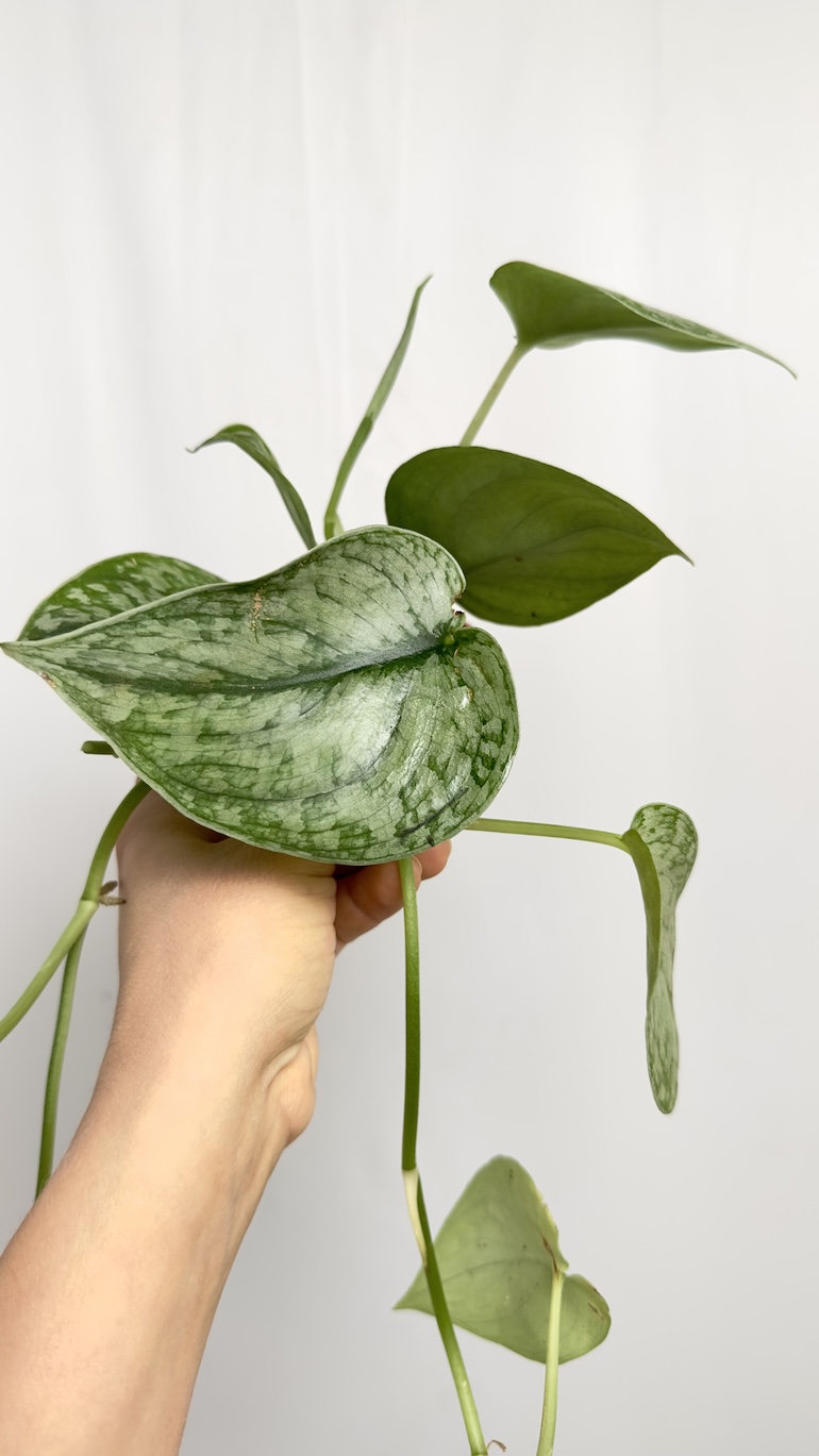 Philodendron Silver Slash | Sadzonka Cięta