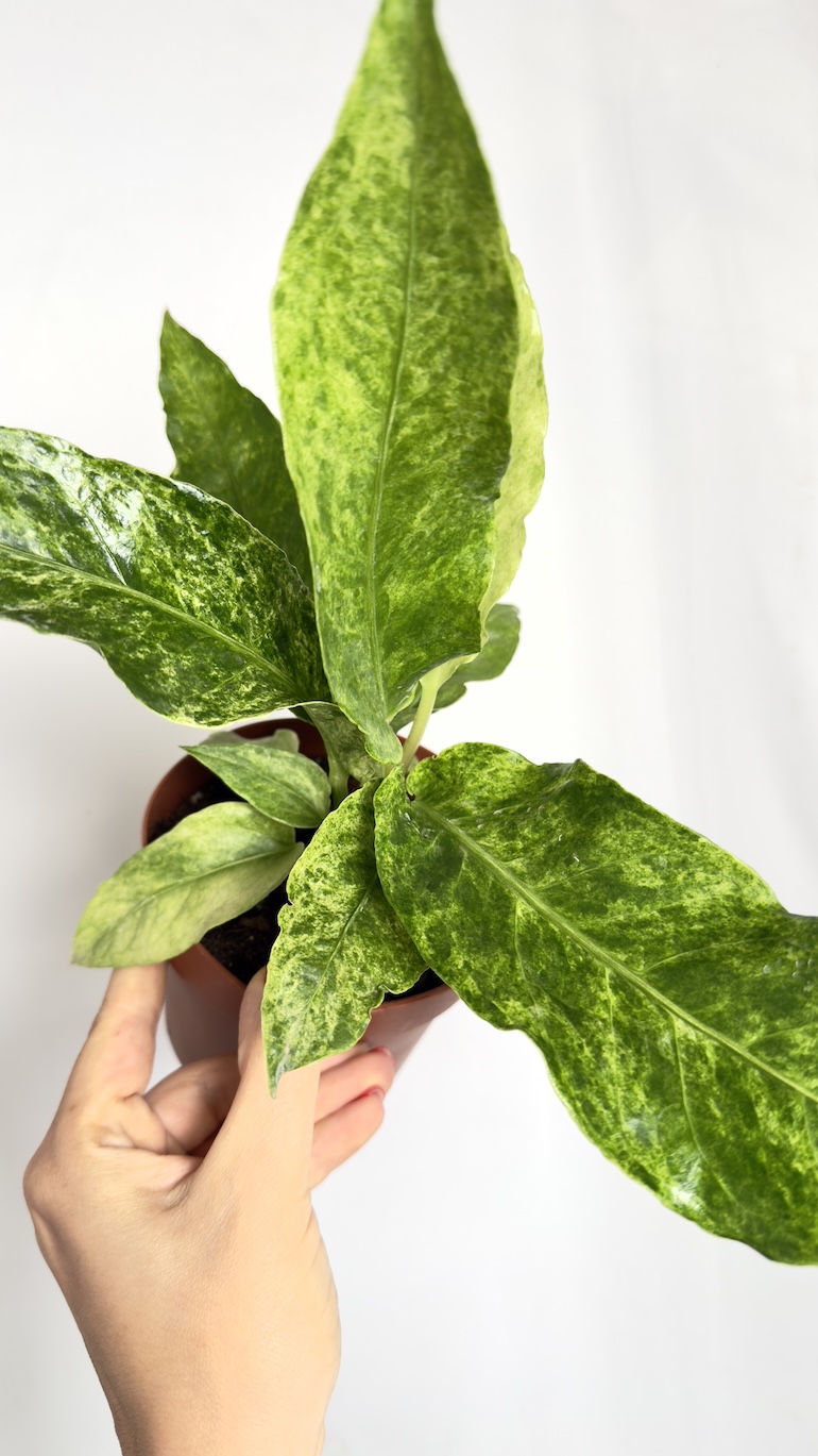 Anthurium Jungle Bush Variegata