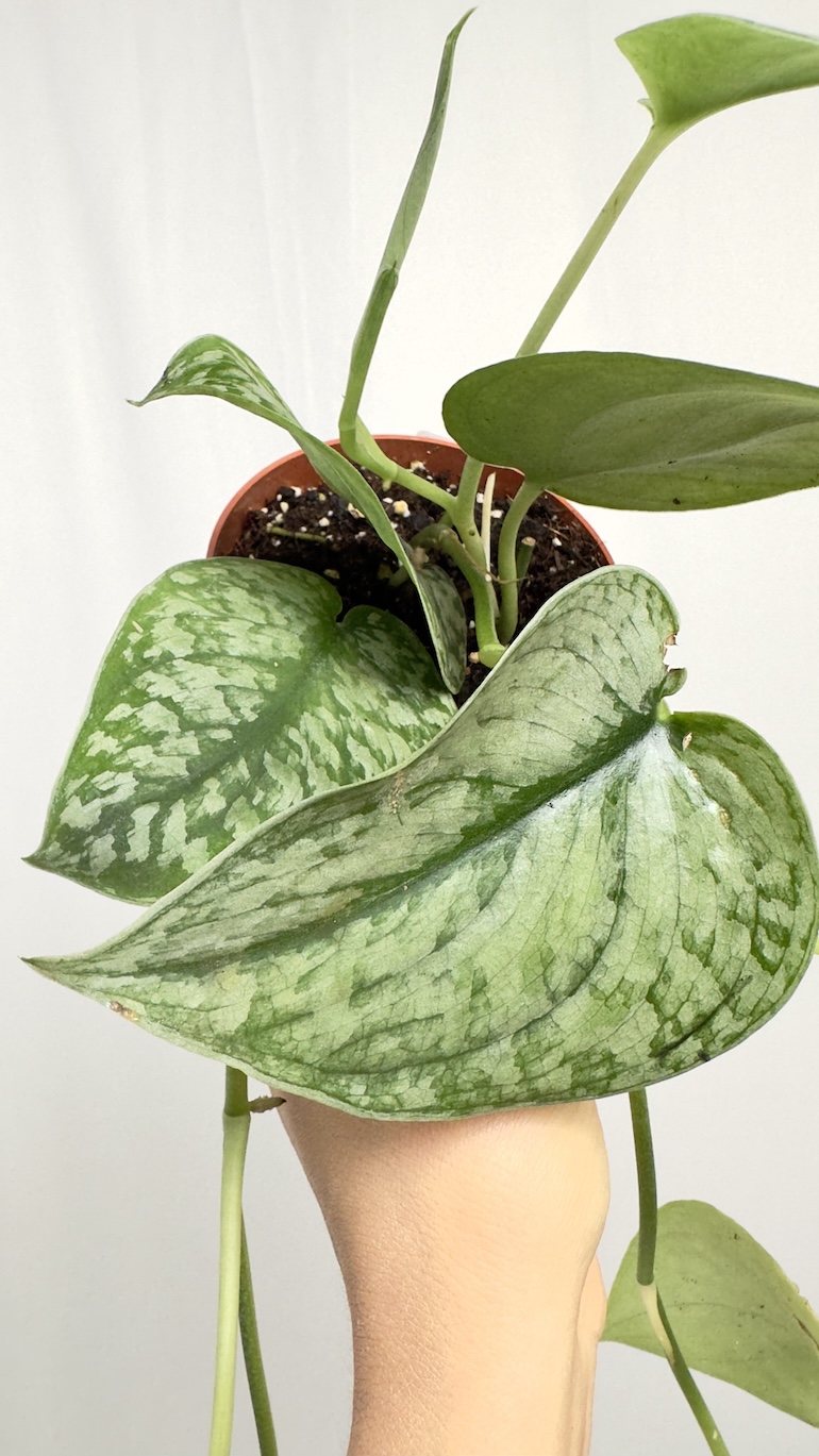 Philodendron Silver Slash | Sadzonka Cięta