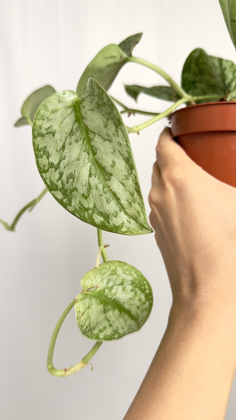 Philodendron Silver Slash | Sadzonka Cięta