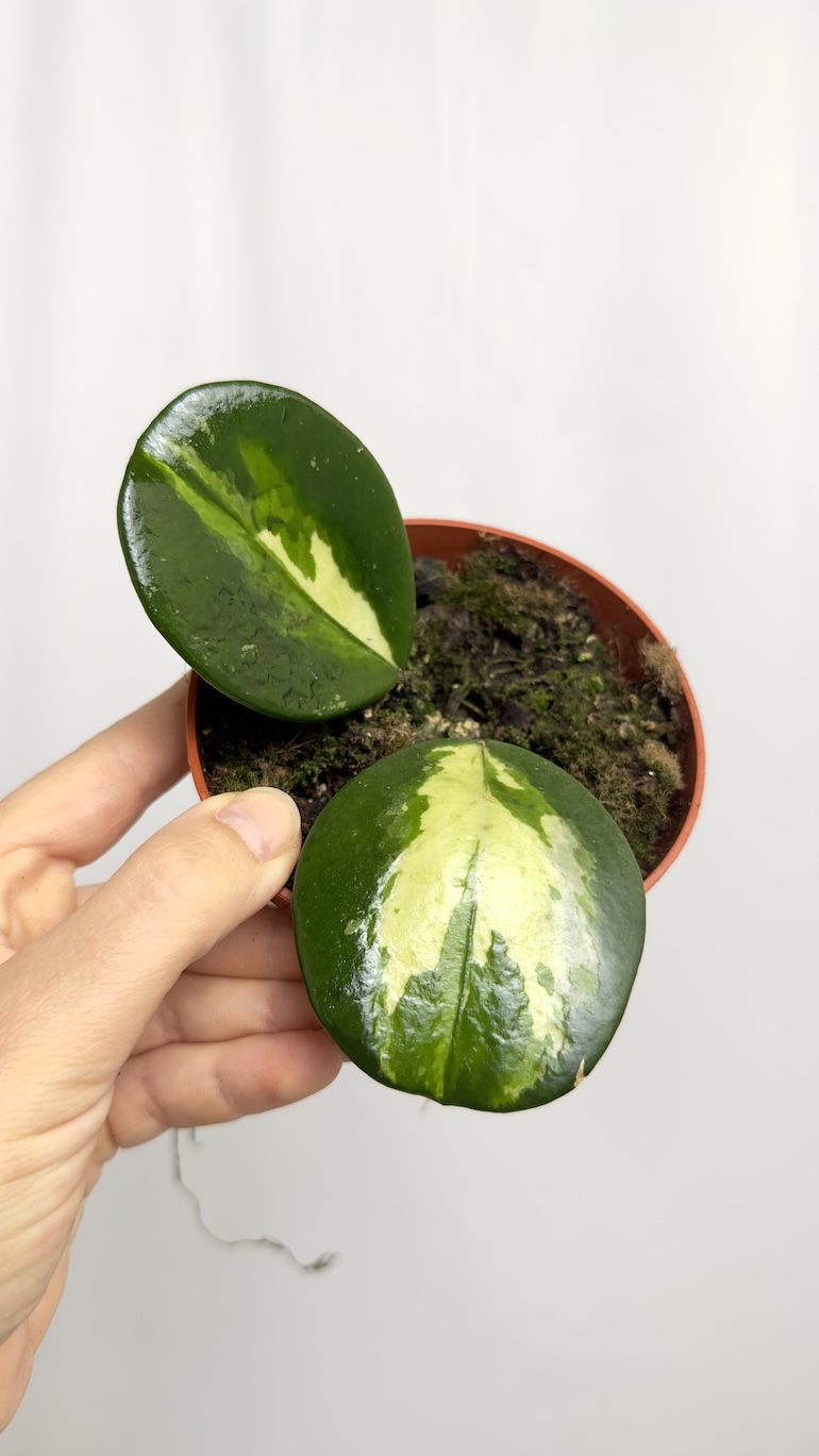 Hoya Incrassata Variegata
