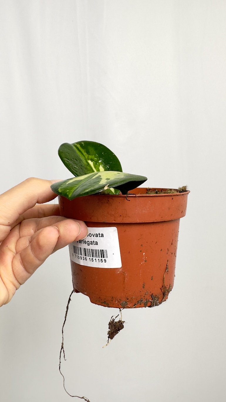 Hoya Incrassata Variegata