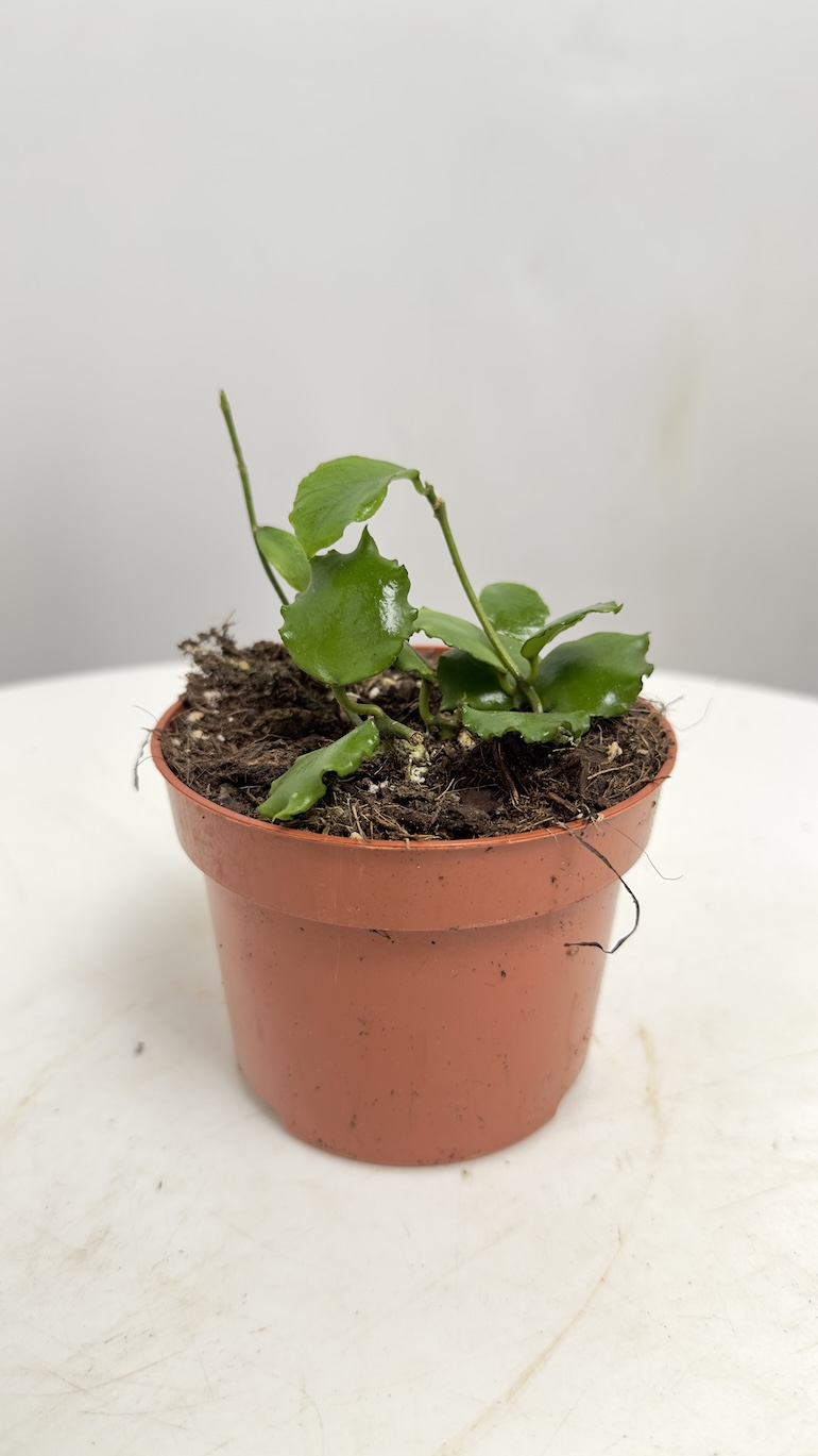 Hoya Endauensis Sadzonka Ukorzeniona 1 pęd