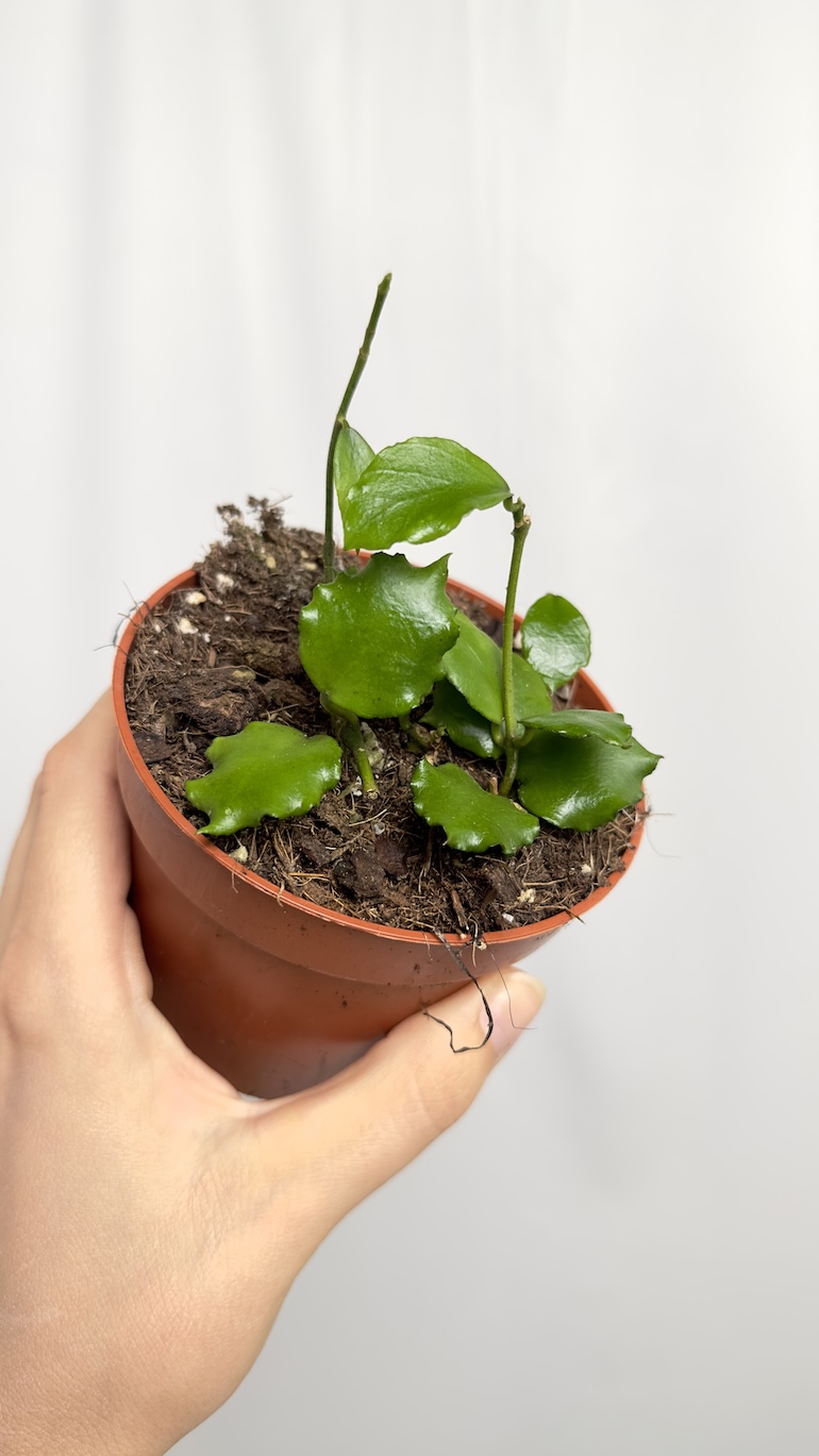 Hoya Endauensis Sadzonka Ukorzeniona 1 pęd
