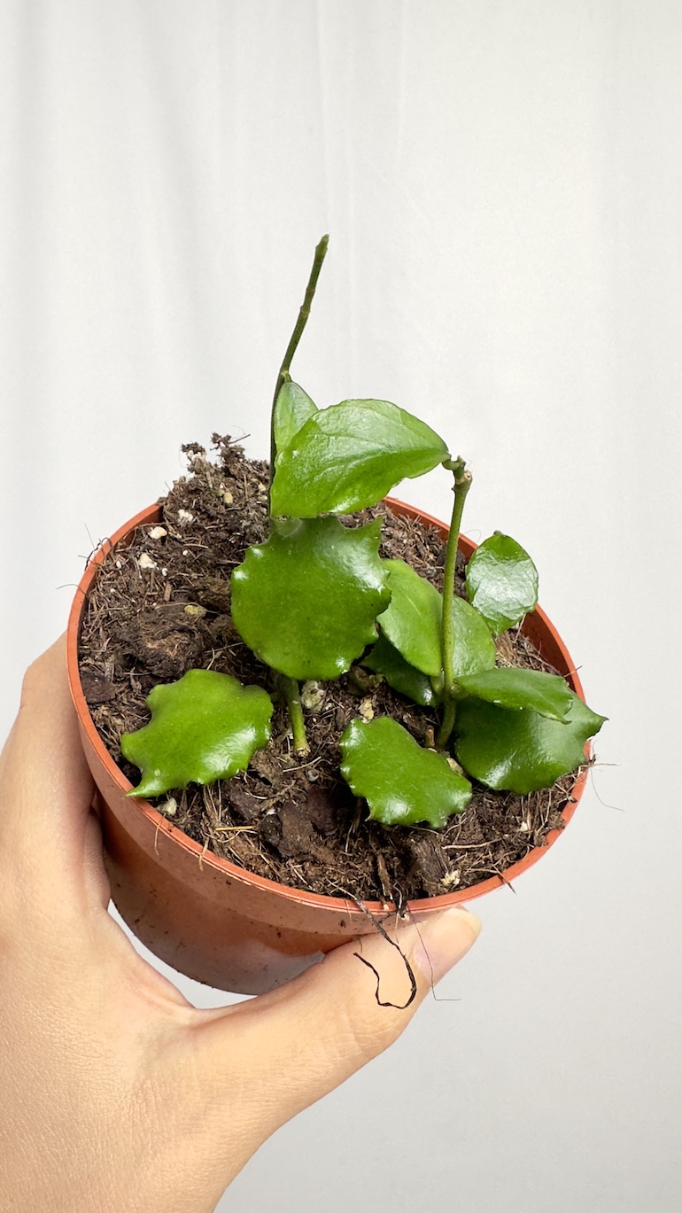 Hoya Endauensis Sadzonka Ukorzeniona 1 pęd