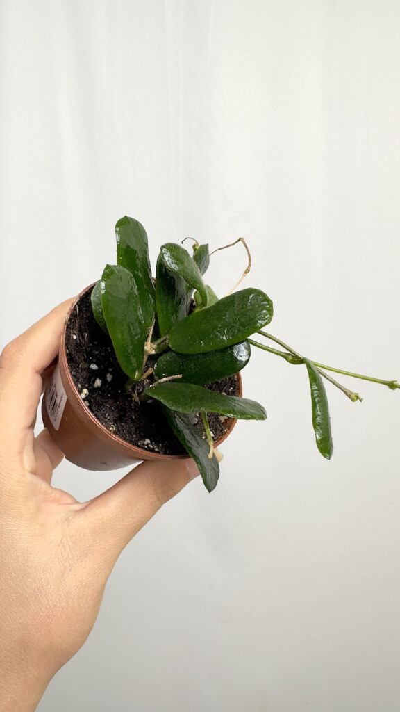 Hoya Rotundifolia 8 10cm