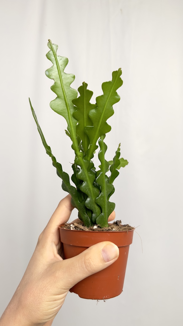 Epiphyllum anguliger