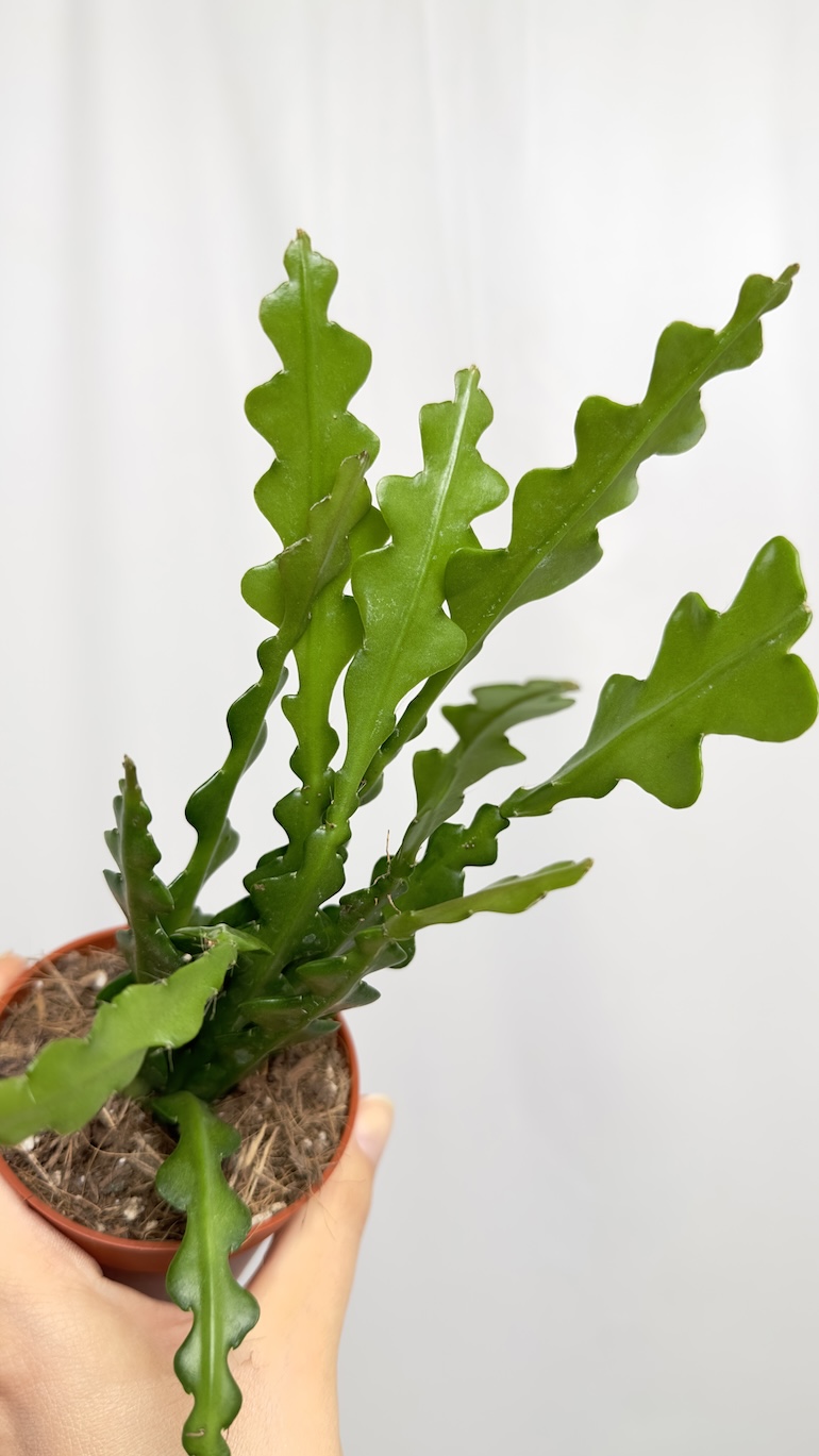 Epiphyllum anguliger