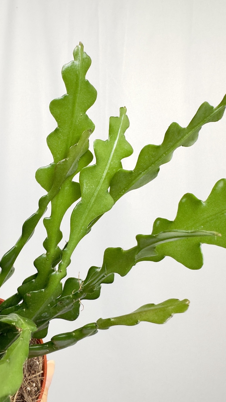 Epiphyllum anguliger