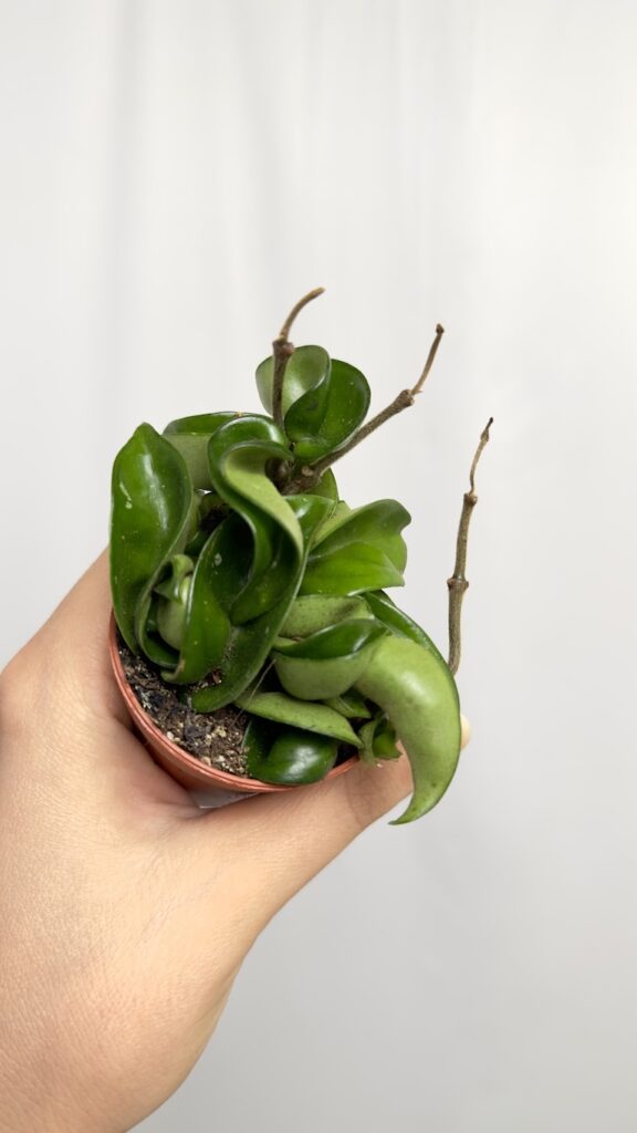 Hoya Compacta