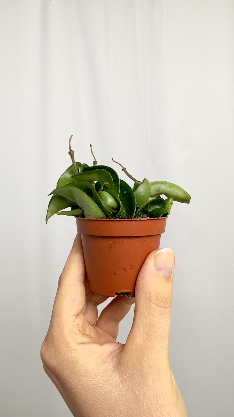 Hoya Compacta