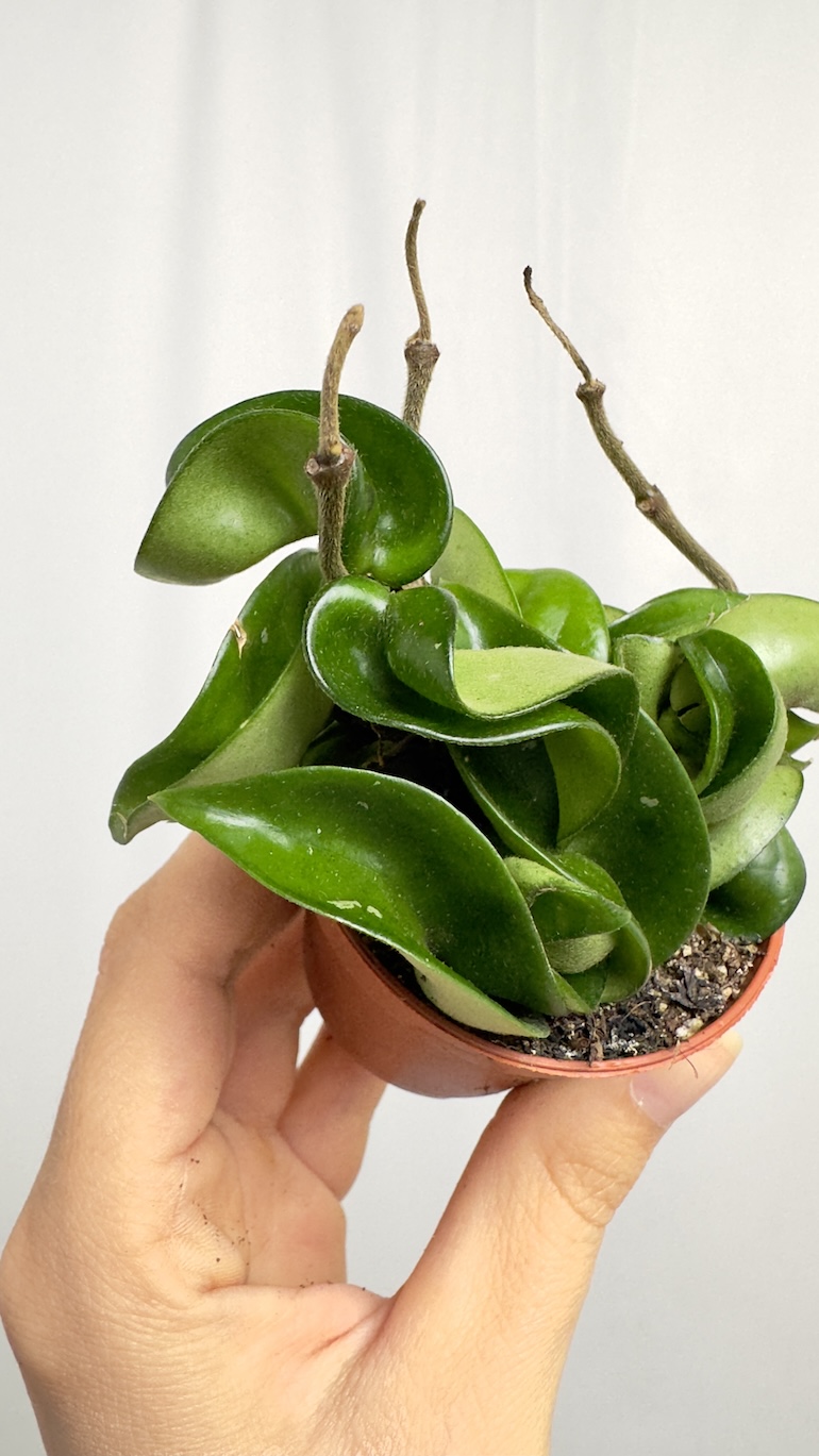 Hoya Compacta