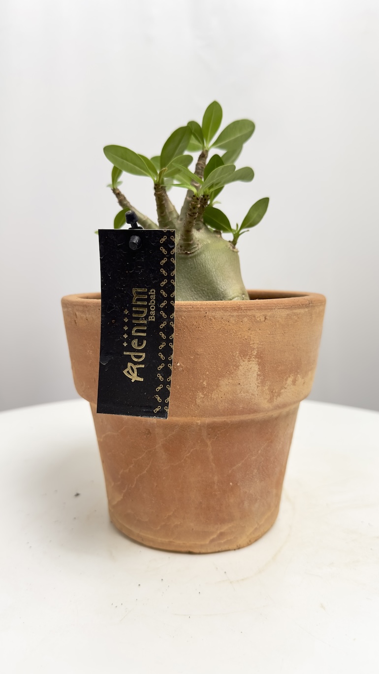 Adenium Obesum