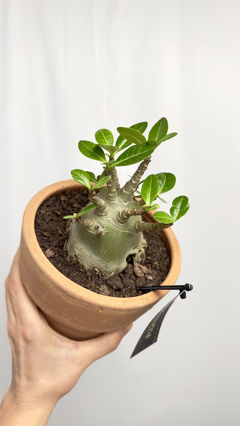 Adenium Obesum