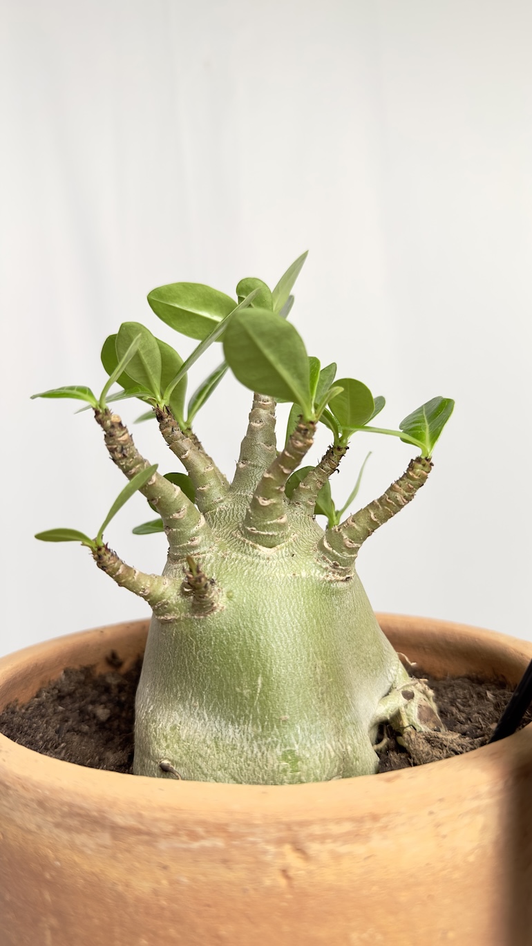 Adenium Obesum