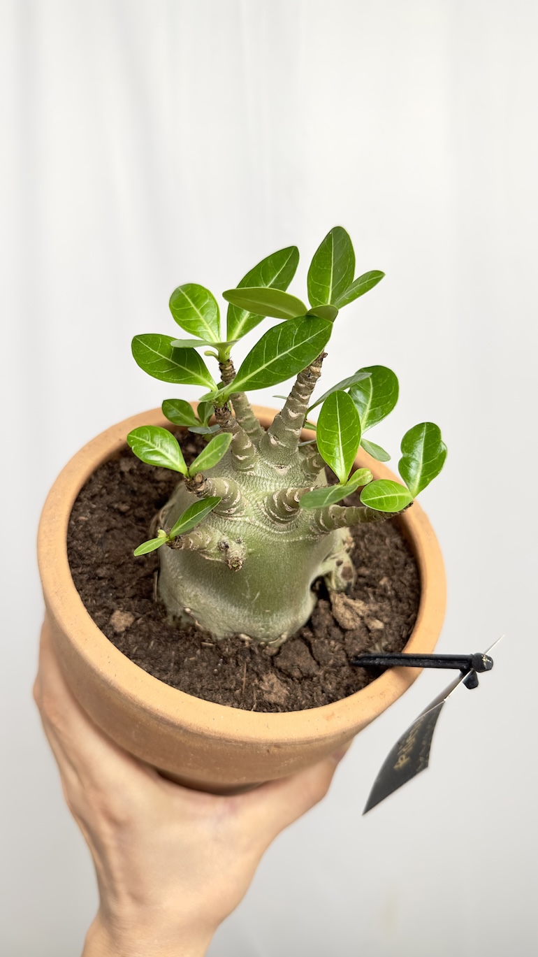 Adenium Obesum