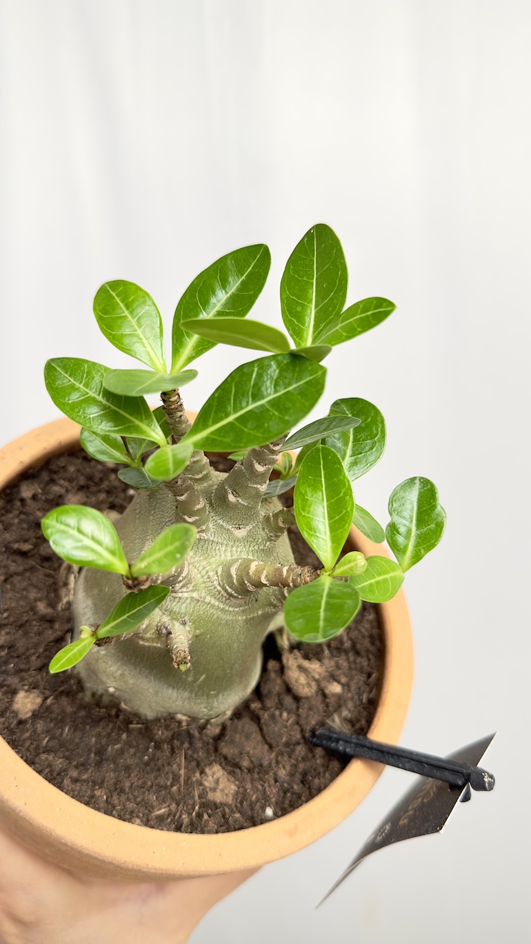 Adenium Obesum