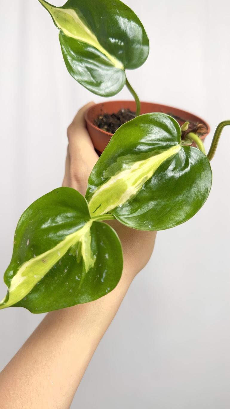 Philodendron Cream Splash sadzonka cięta