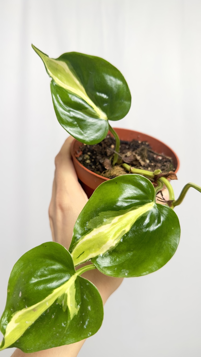 Philodendron Cream Splash sadzonka cięta