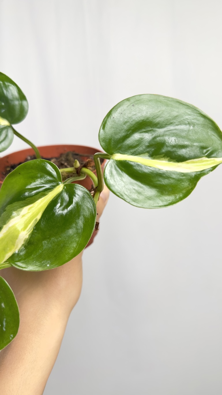 Philodendron Cream Splash sadzonka cięta
