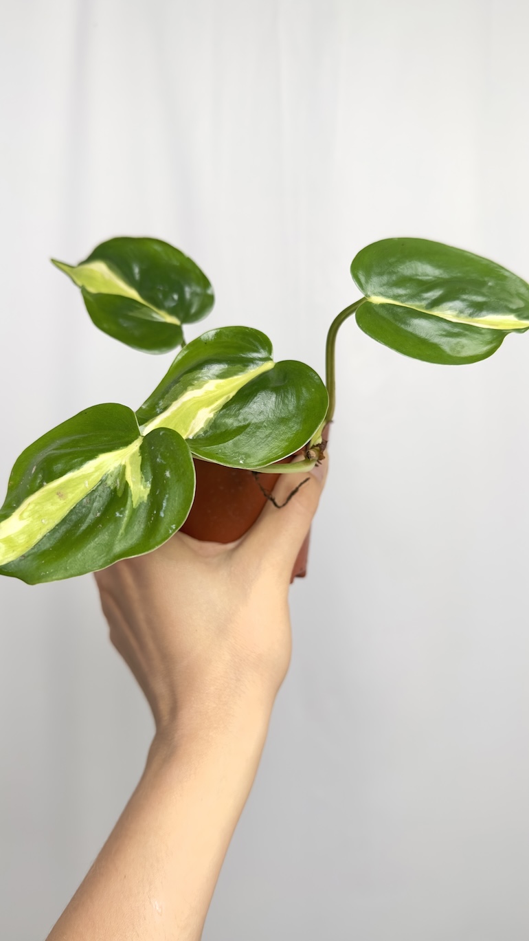 Philodendron Cream Splash sadzonka cięta