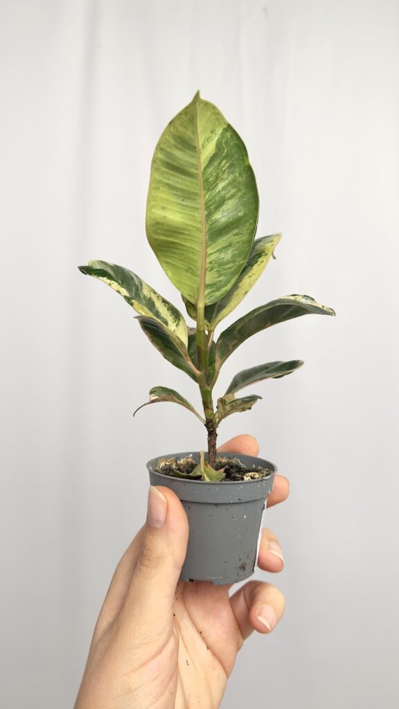 Ficus Shivereana