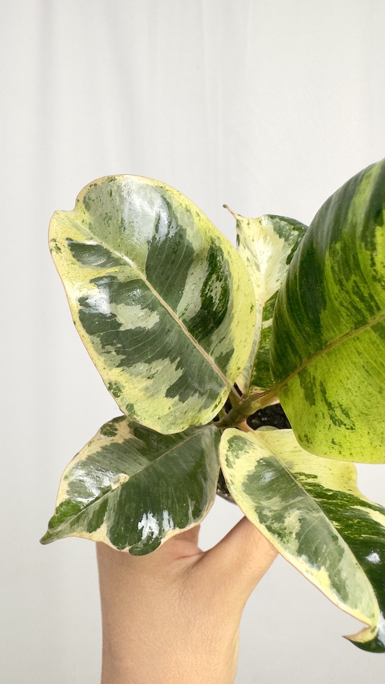 Ficus Shivereana