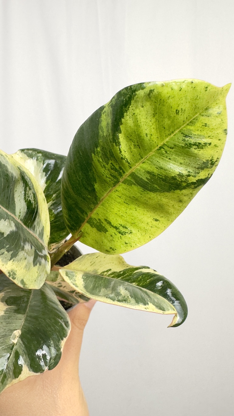 Ficus Shivereana