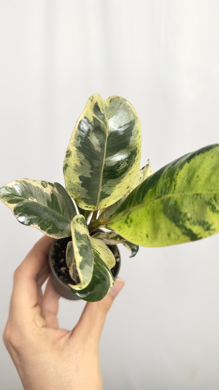 Ficus Shivereana