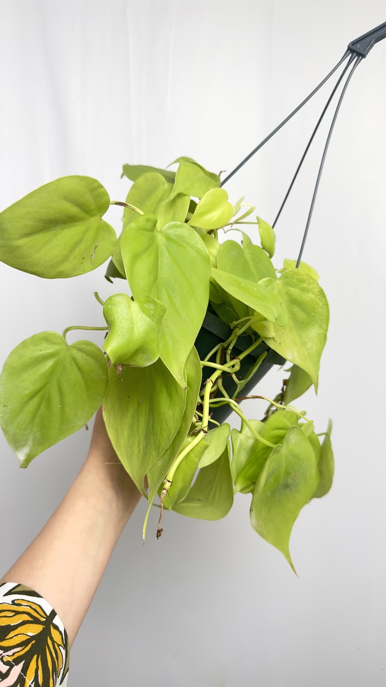 Philodendron Scandens Lemon Lime