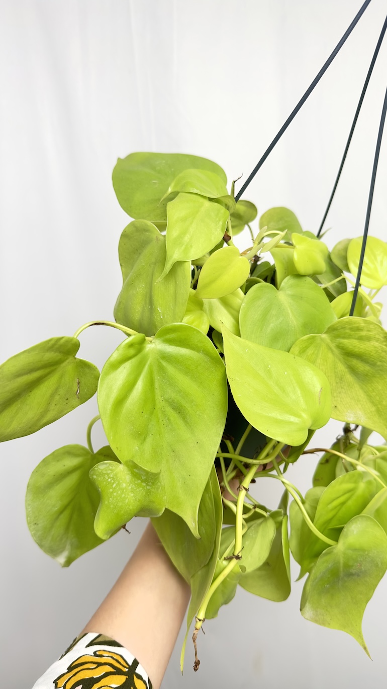 Philodendron Scandens Lemon Lime