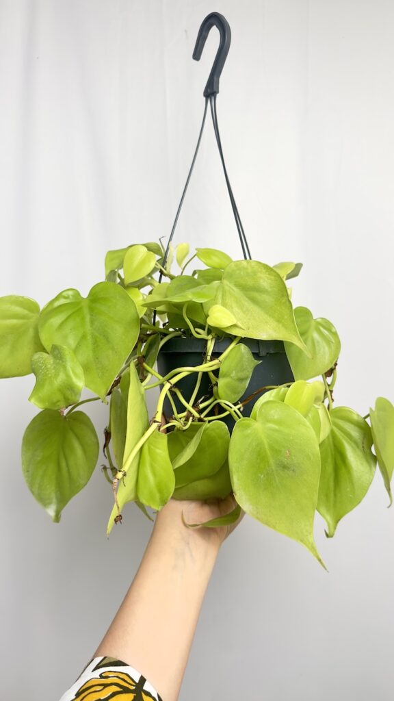 Philodendron Scandens Lemon Lime