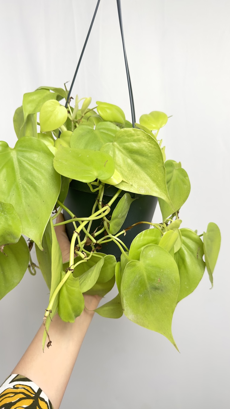 Philodendron Scandens Lemon Lime