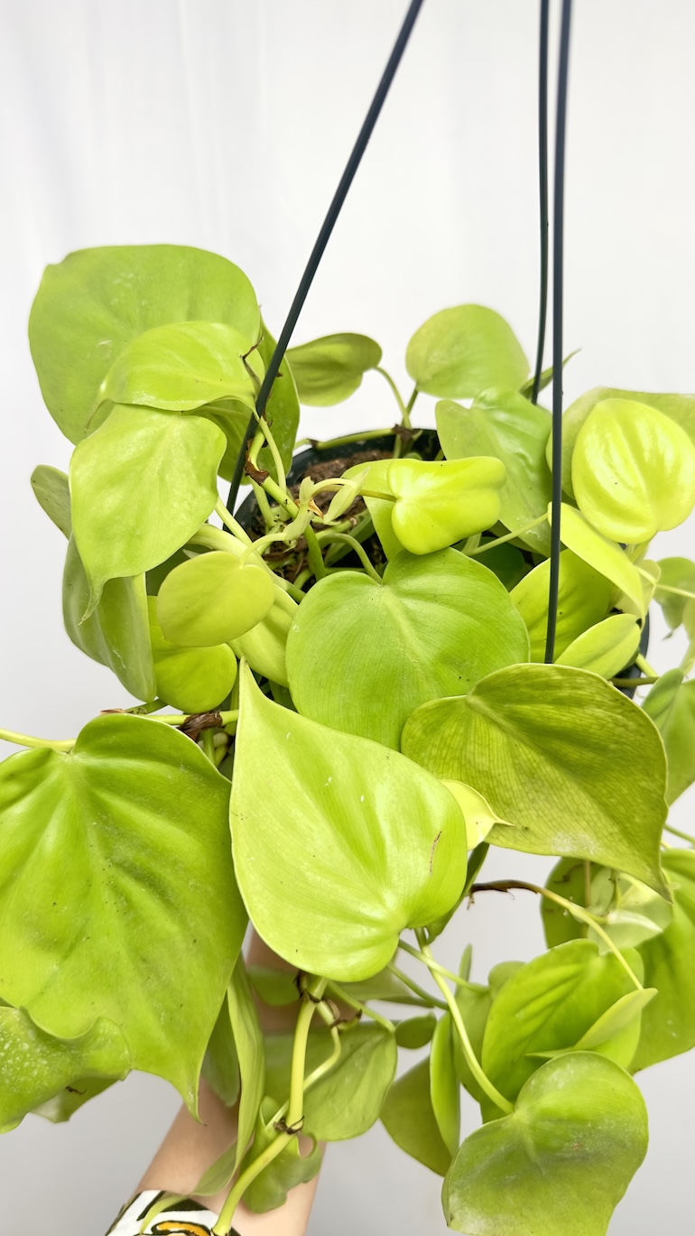 Philodendron Scandens Lemon Lime