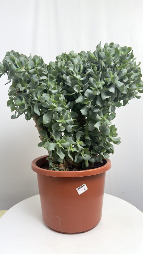 Grubosz Arborescens