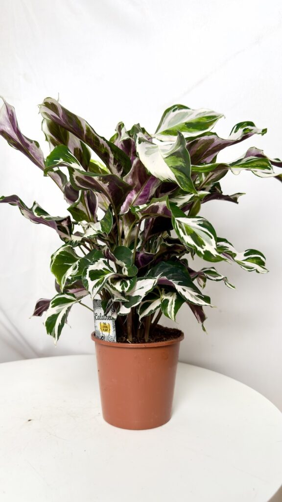 Calathea White Fusion 14/45 cm w doniczce, z marmurkowymi liśćmi w odcieniach zieleni, bieli i kremu.