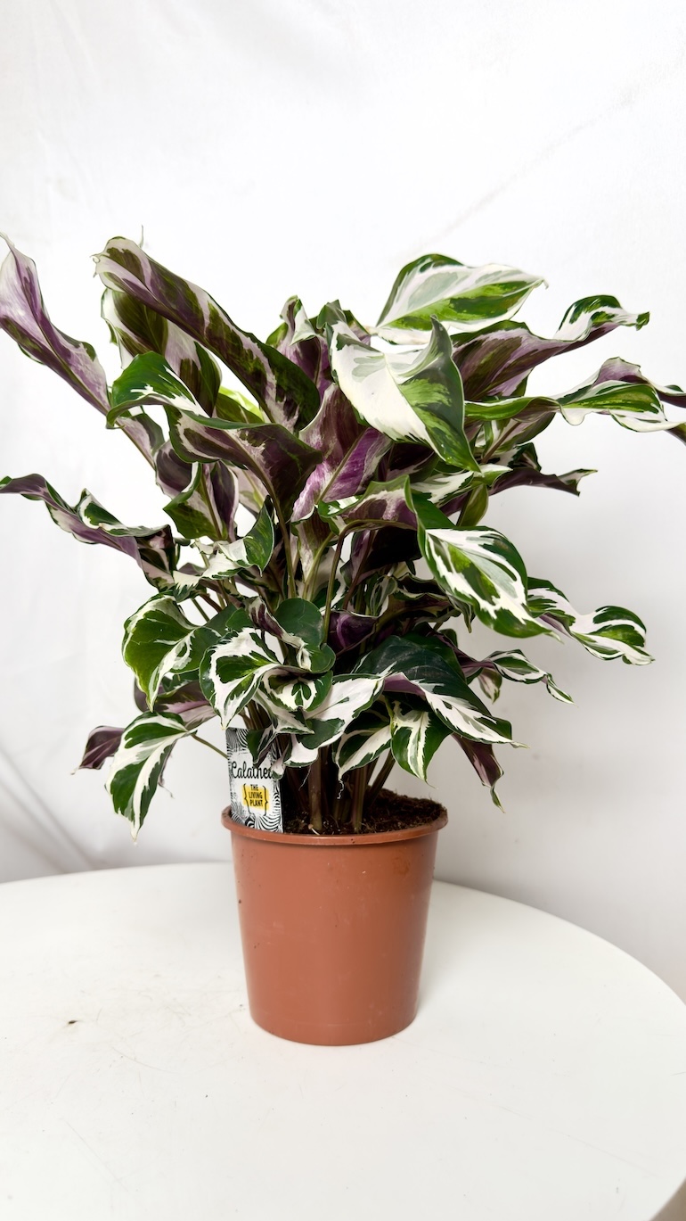 Calathea White Fusion 14/40 Calathea White Fusion 14/40
