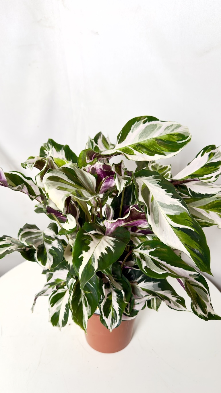 Calathea White Fusion 14/40
