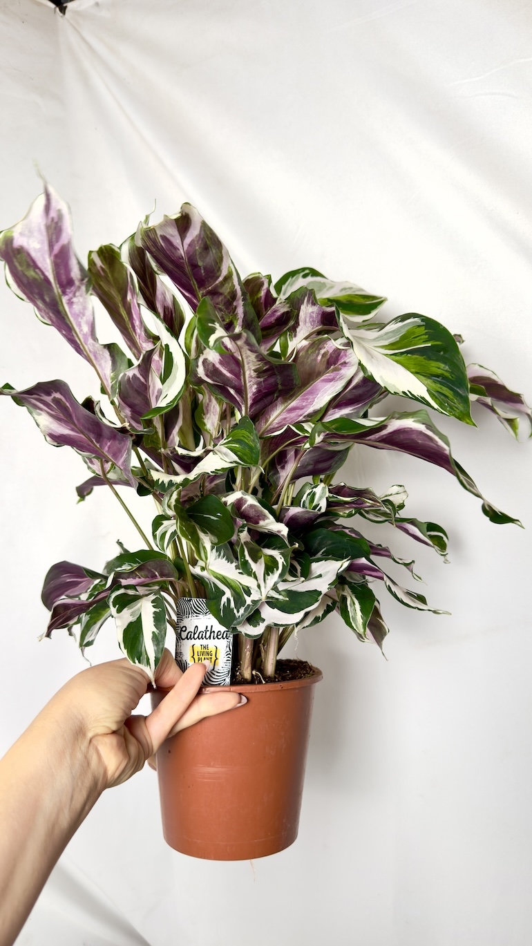 Calathea White Fusion 14/40