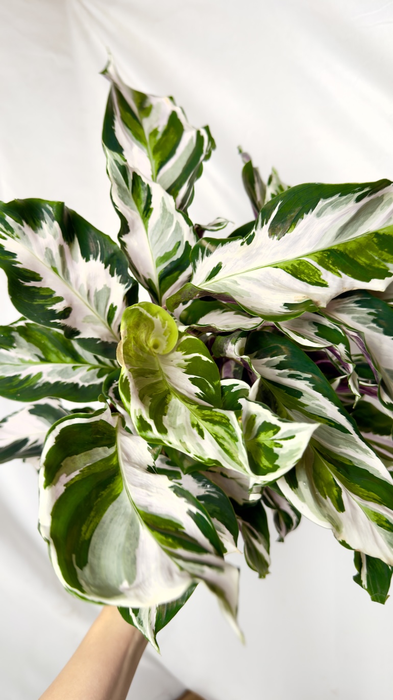 Calathea White Fusion 14/40