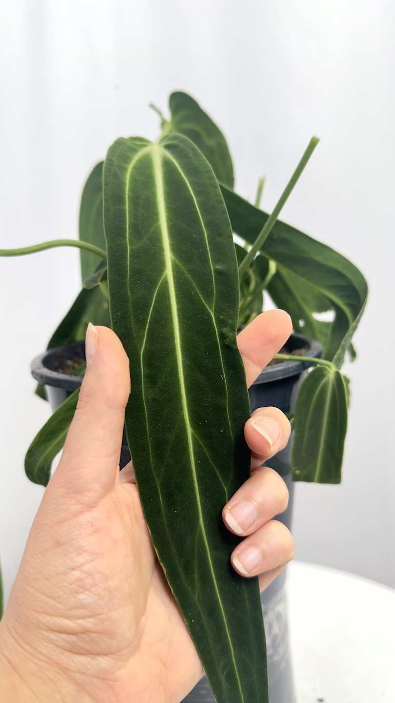 Anthurium Warooqueanum sadzonka ukorzeniona