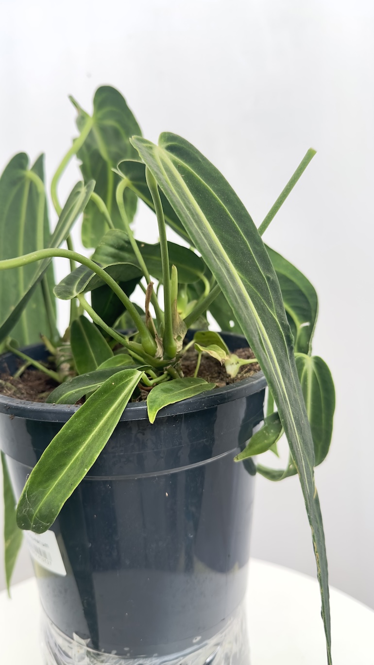 Anthurium Warooqueanum sadzonka ukorzeniona