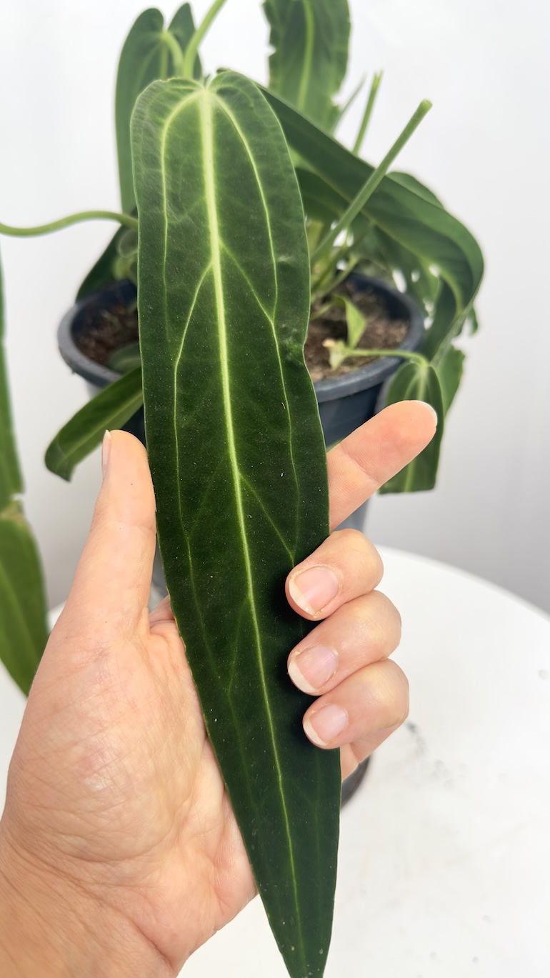 Anthurium Warooqueanum sadzonka ukorzeniona
