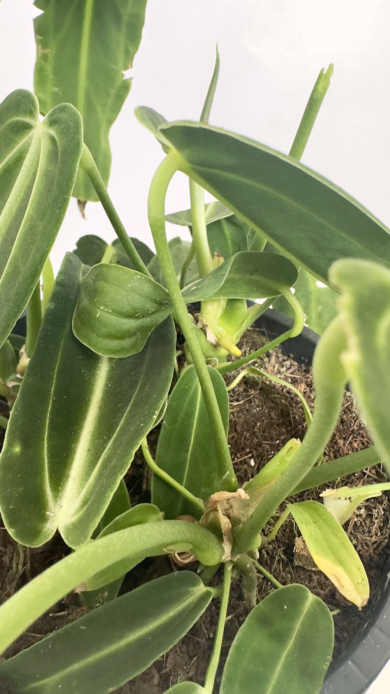 Anthurium Warooqueanum sadzonka ukorzeniona