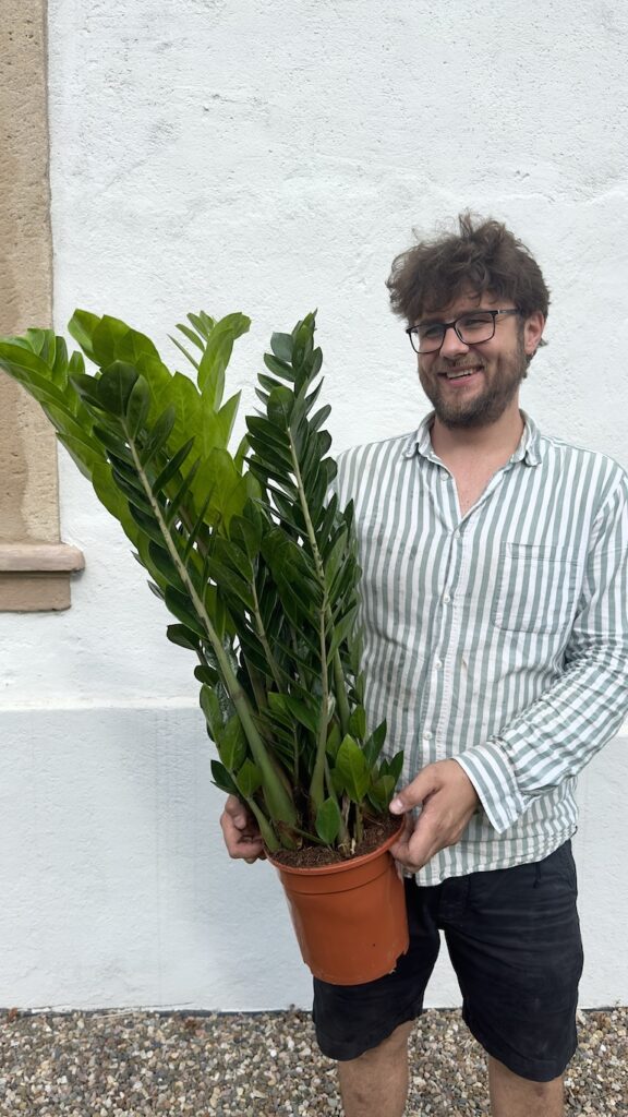 Zamioculcas - Aranżacje