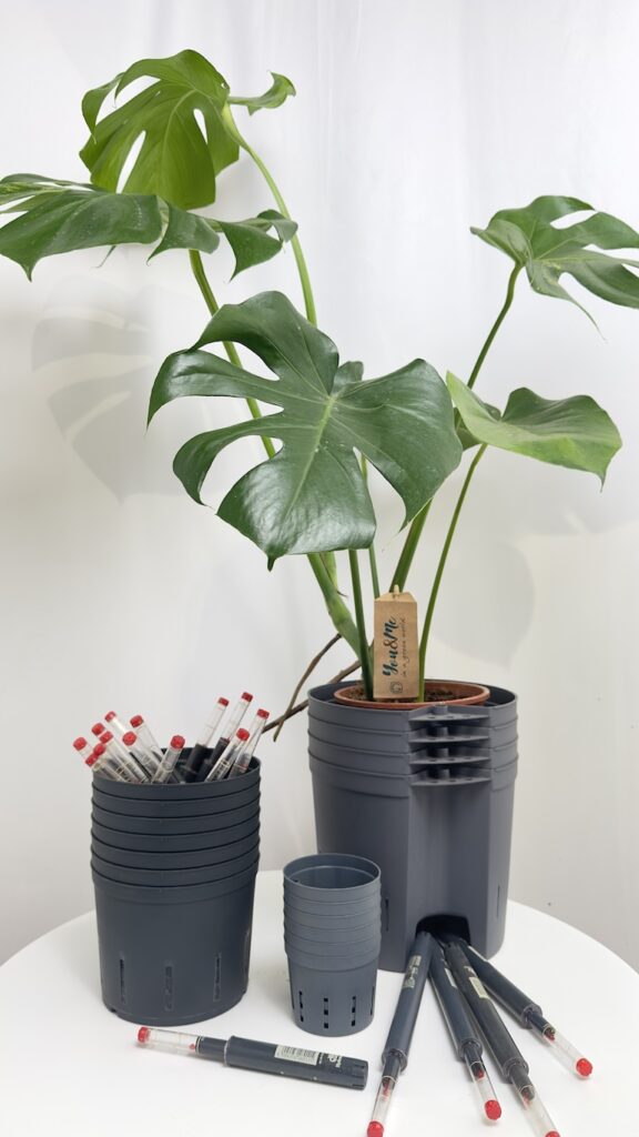 Monstera w hydroponice
